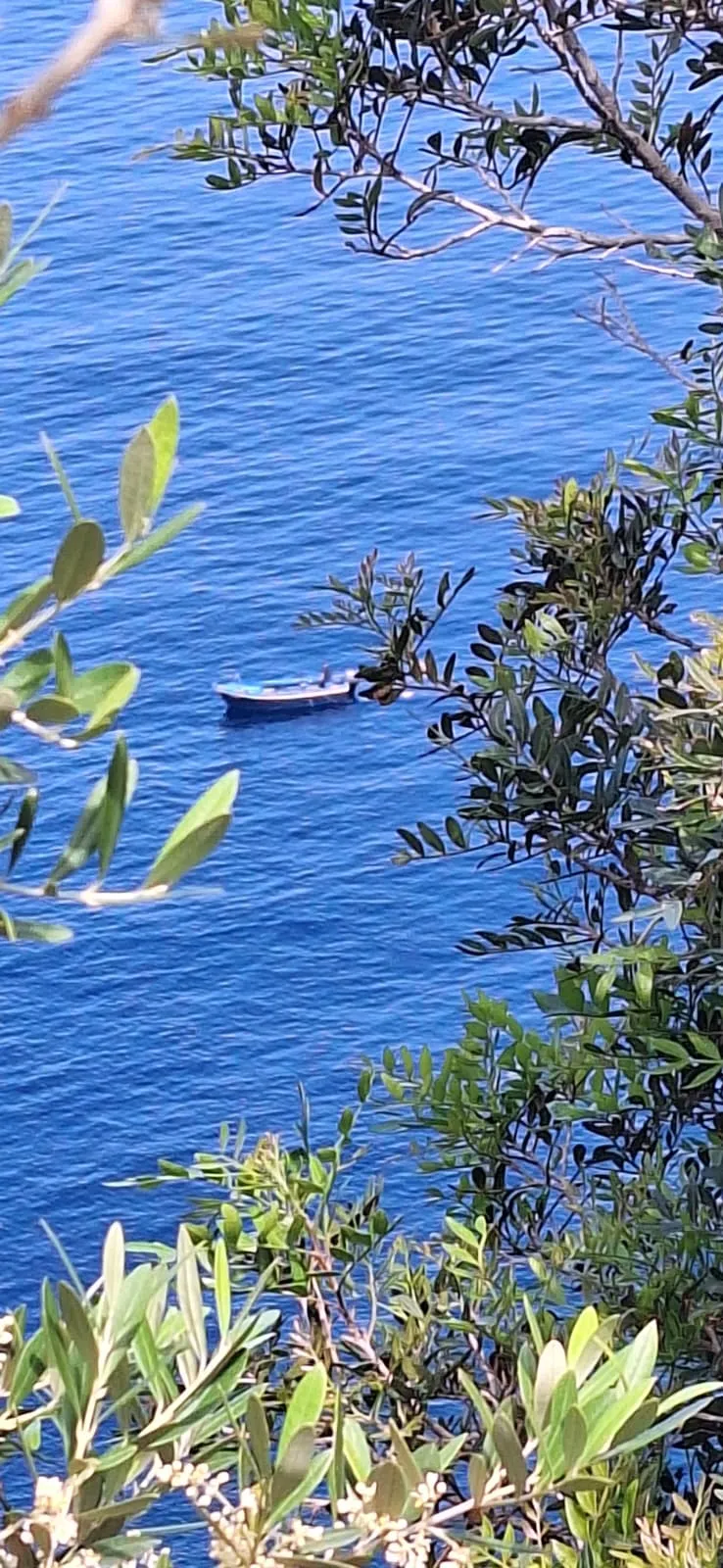 Scilla